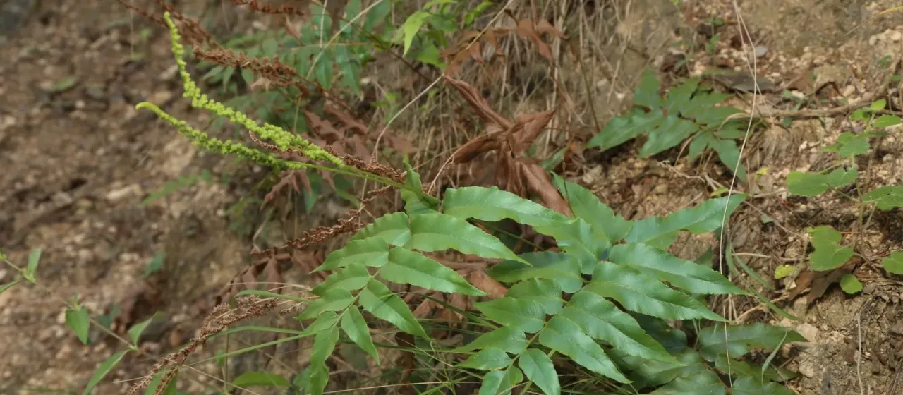 Mexican flowering fern