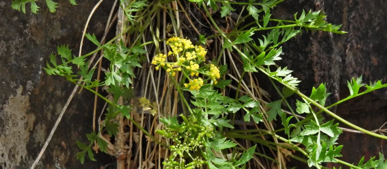Hall's cymopterus