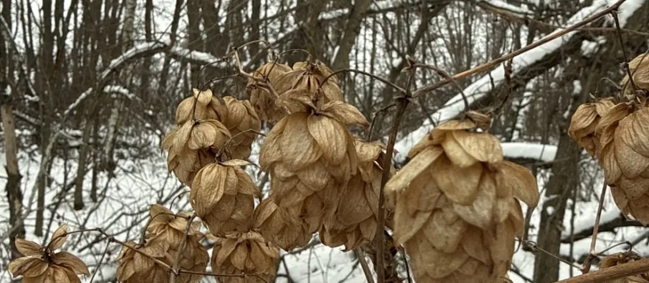 Common hop