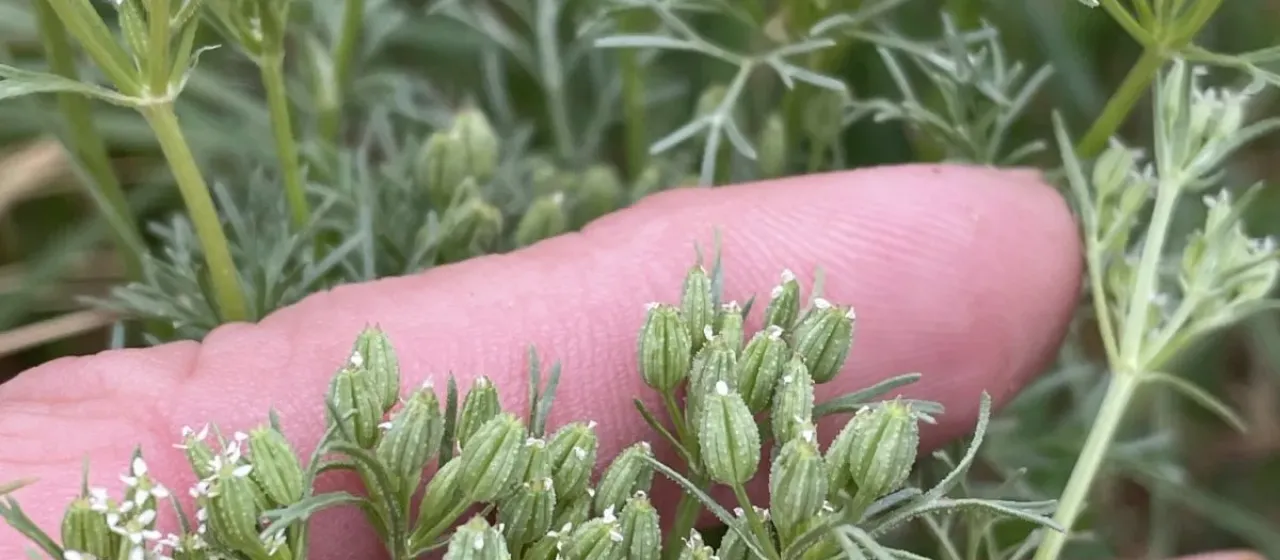 Pope's sandparsley