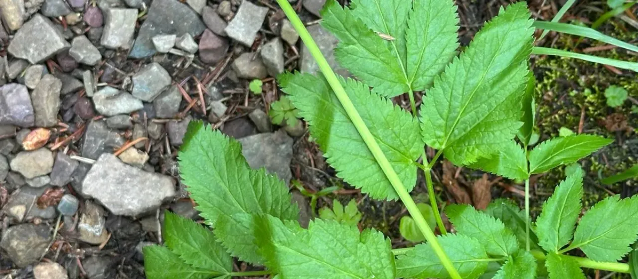 Dawson's angelica