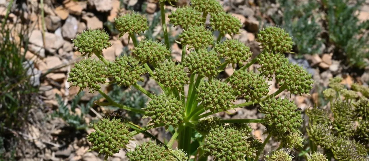 Gray's Angelica