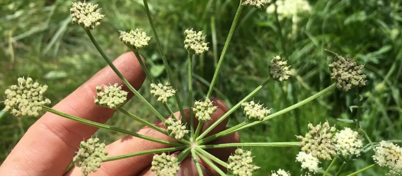 King's Angelica