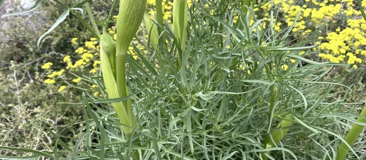 Linear-lobed angelica