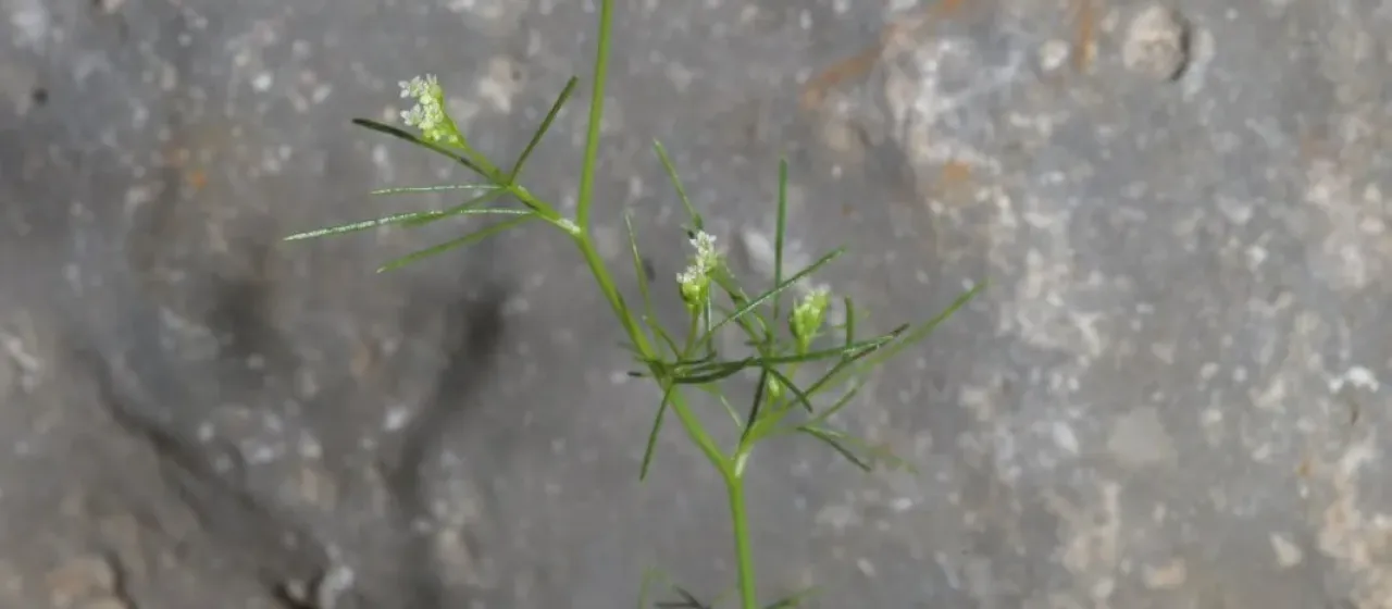 Spermolepis inermis