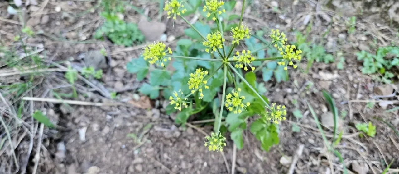 Tauschia hartwegii