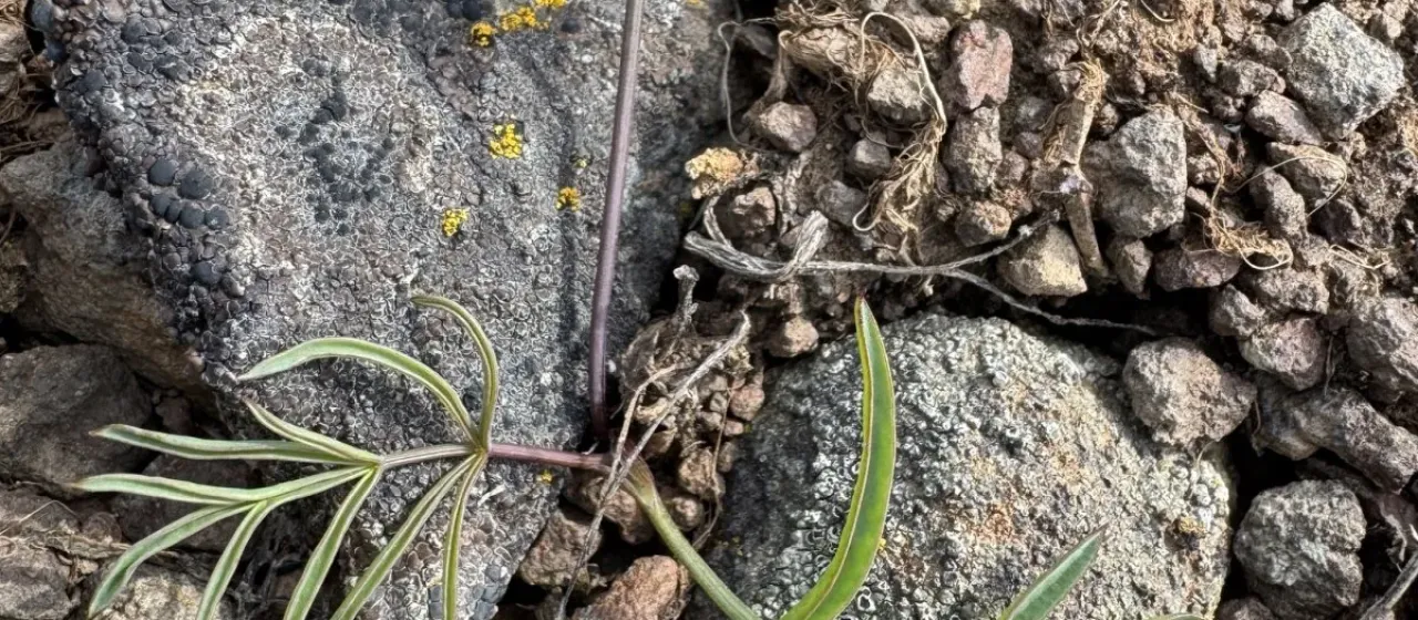 Lomatium lithosolamans