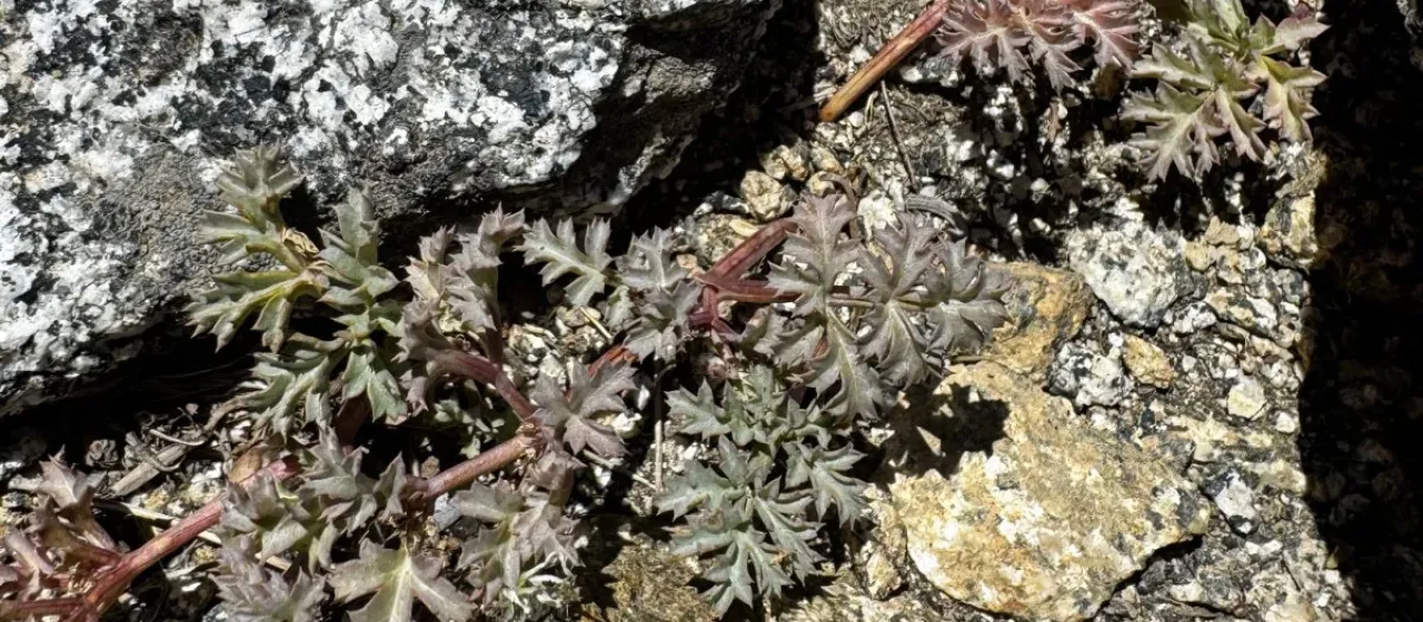 Tauschia howellii