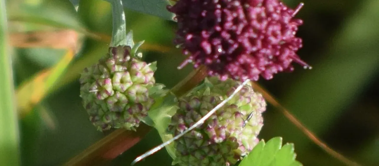 Purple sanicle