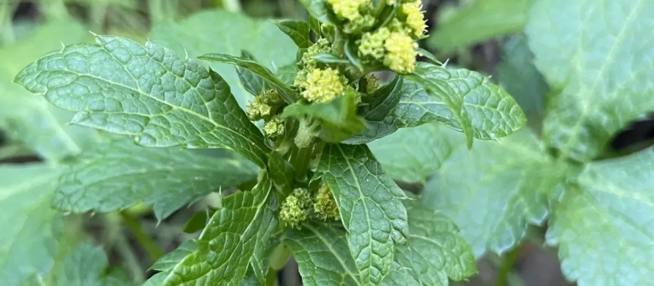 Pacific sanicle