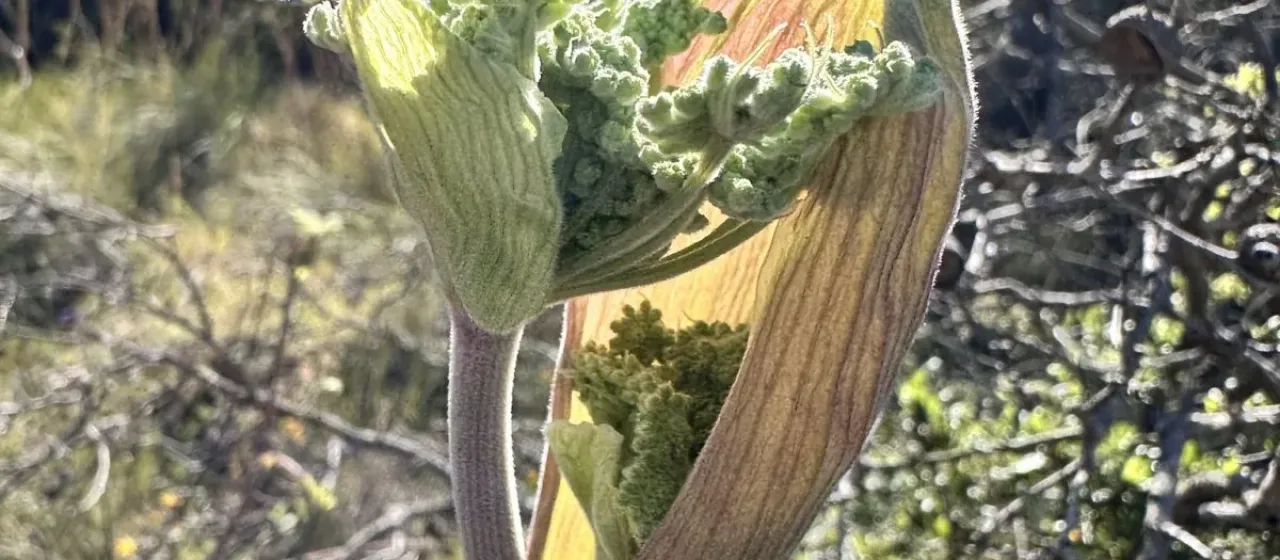 Angelica tomentosa