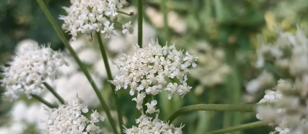 Angelica wheeleri