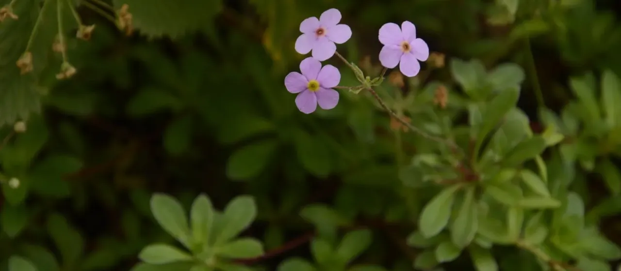 Androsace sarmentosa