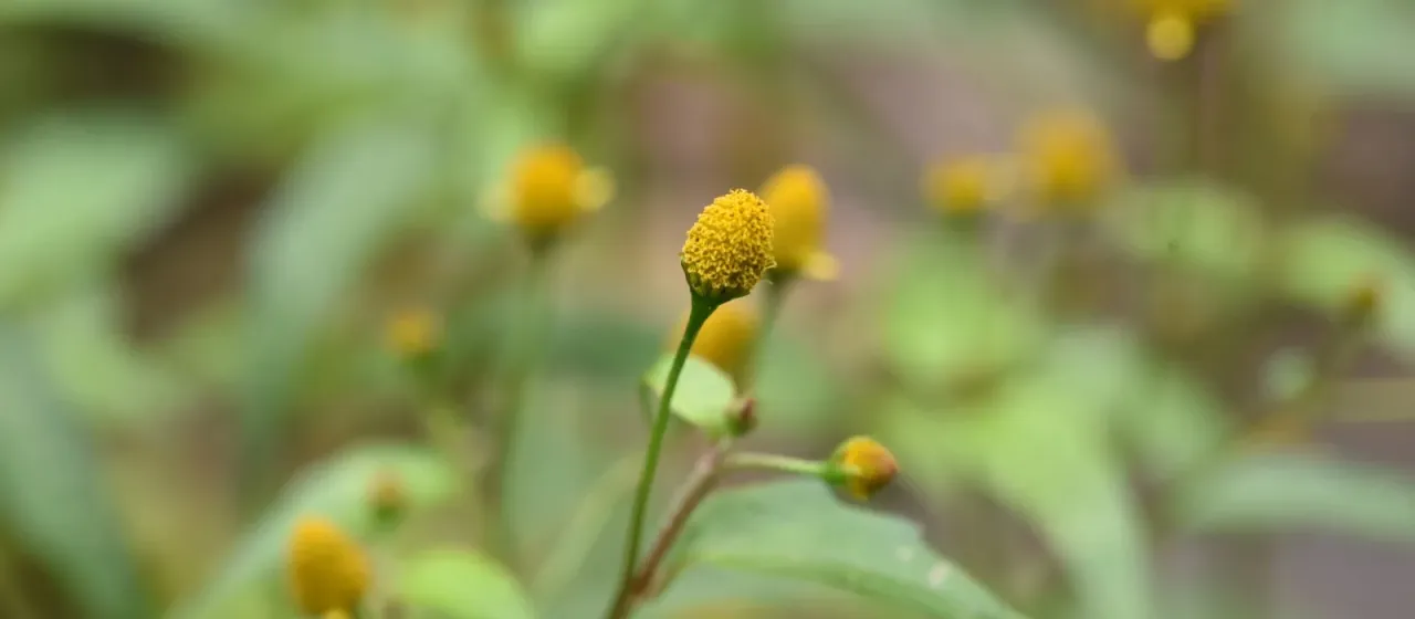 Acmella uliginosa