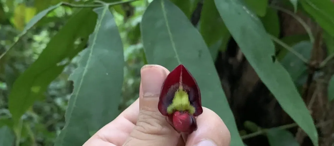 Callerya atropurpurea