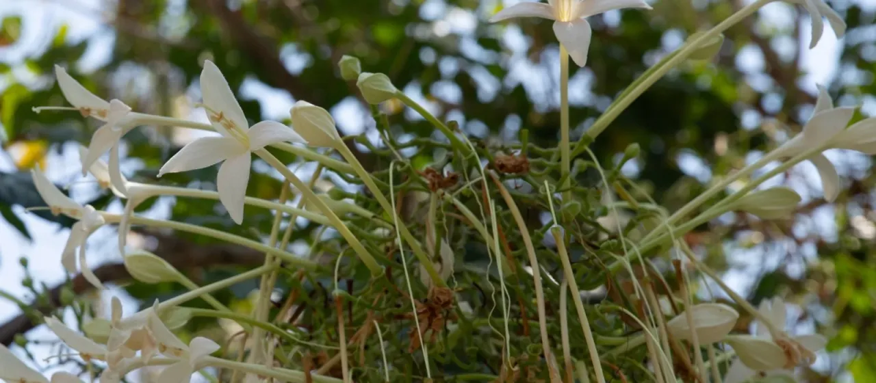 Millingtonia hortensis