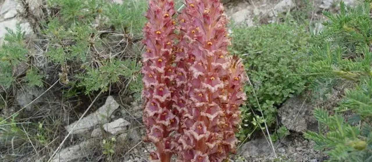 Заразиха курдская