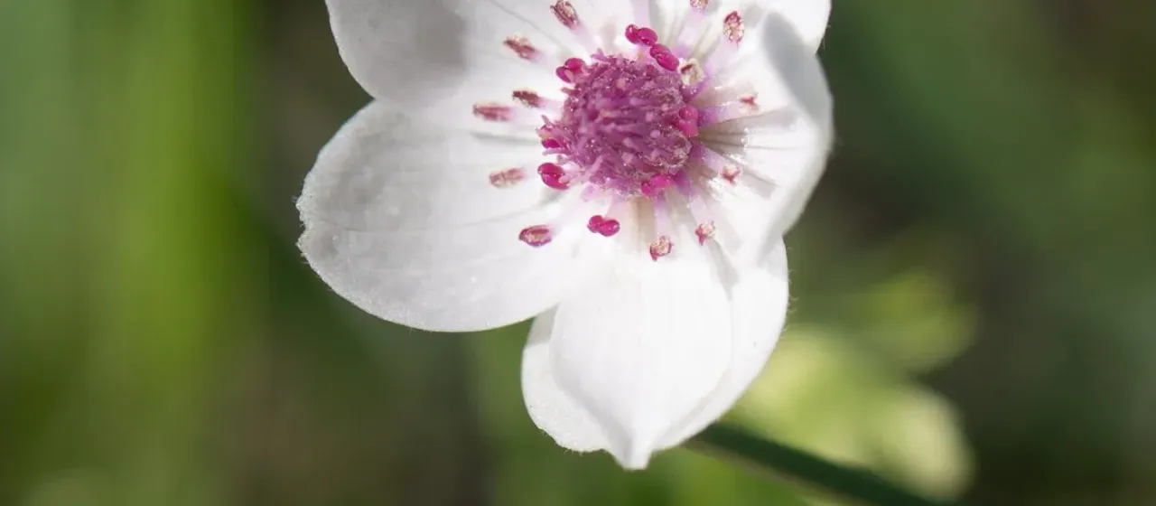 Anemone tschernaewii
