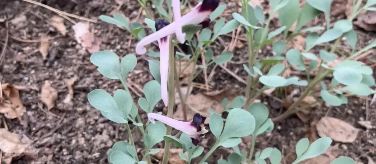 Corydalis popovii
