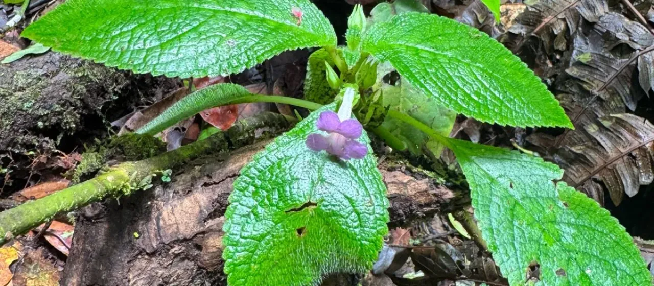 Nautilocalyx melittifolius
