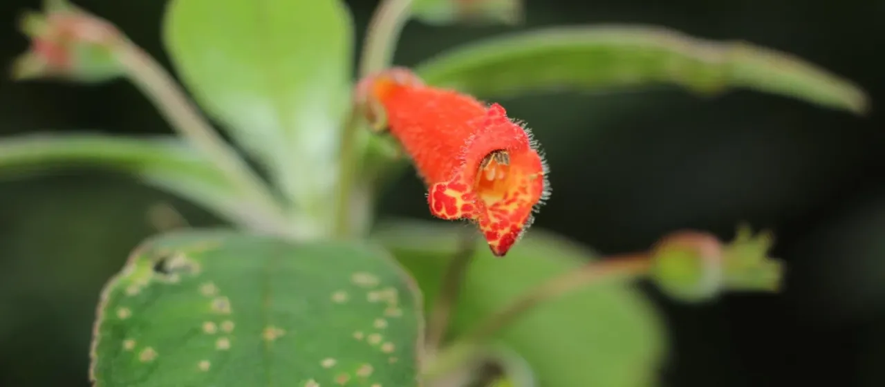 Kohleria hirsuta