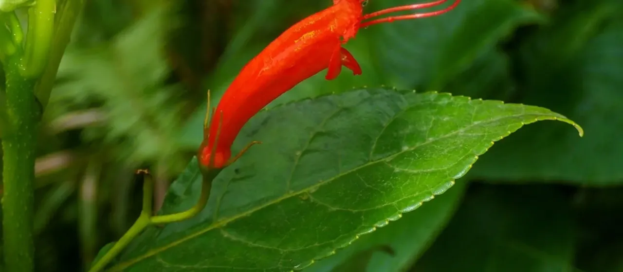 Gesneria ventricosa