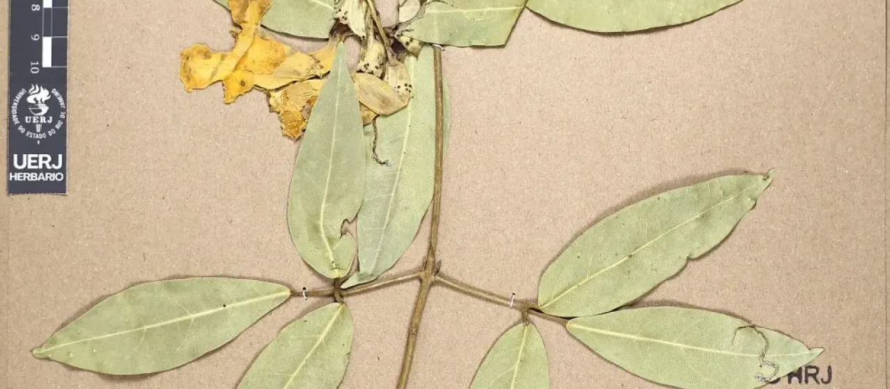 Adenocalymma acutissimum