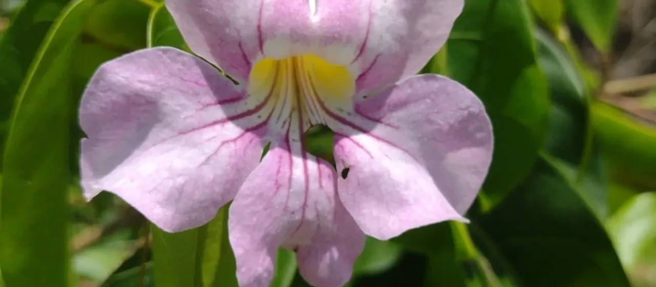 Bignonia aequinoctialis