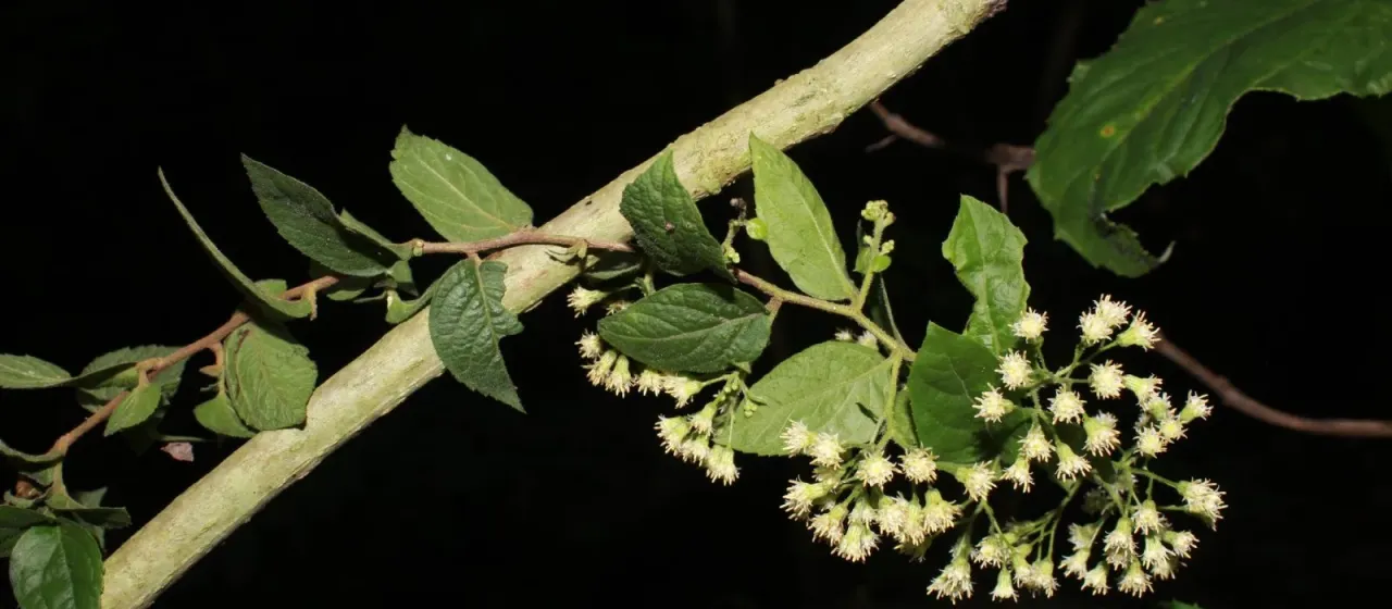 Archibaccharis serratifolia