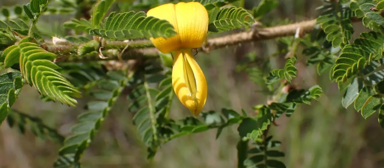 Kotschya africana