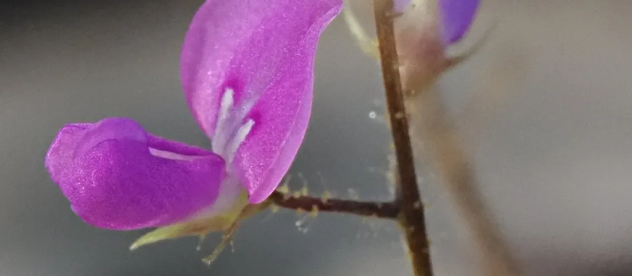 Pycnospora lutescens