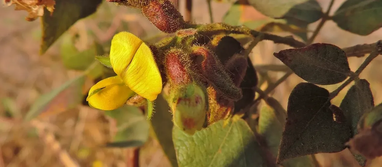 Rhynchosia resinosa