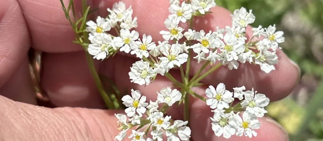 American bifora