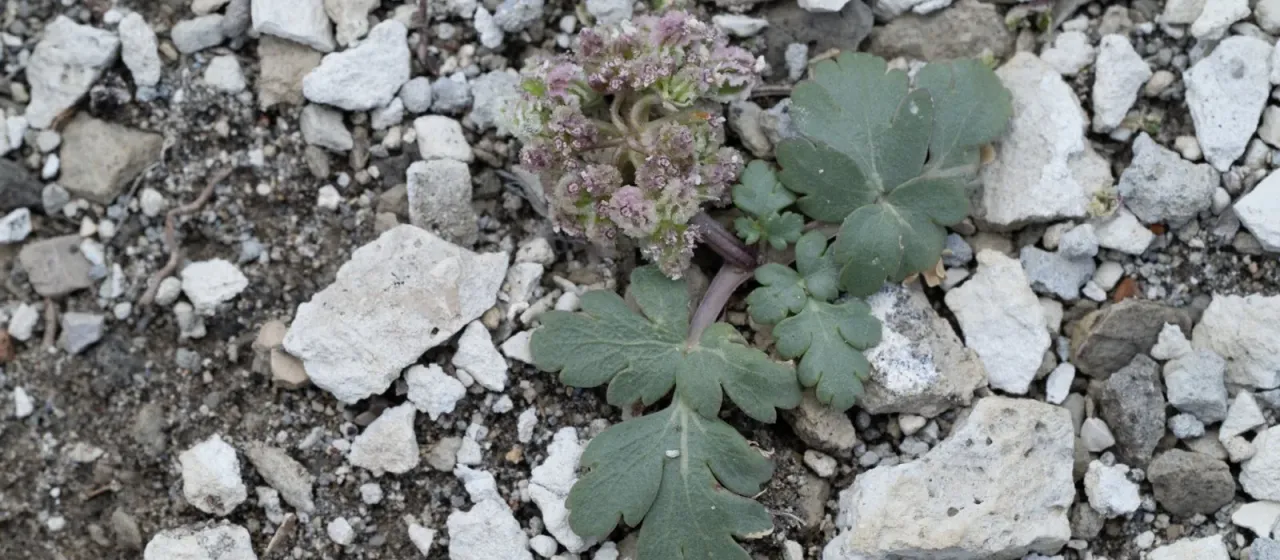 Corrugated cymopterus
