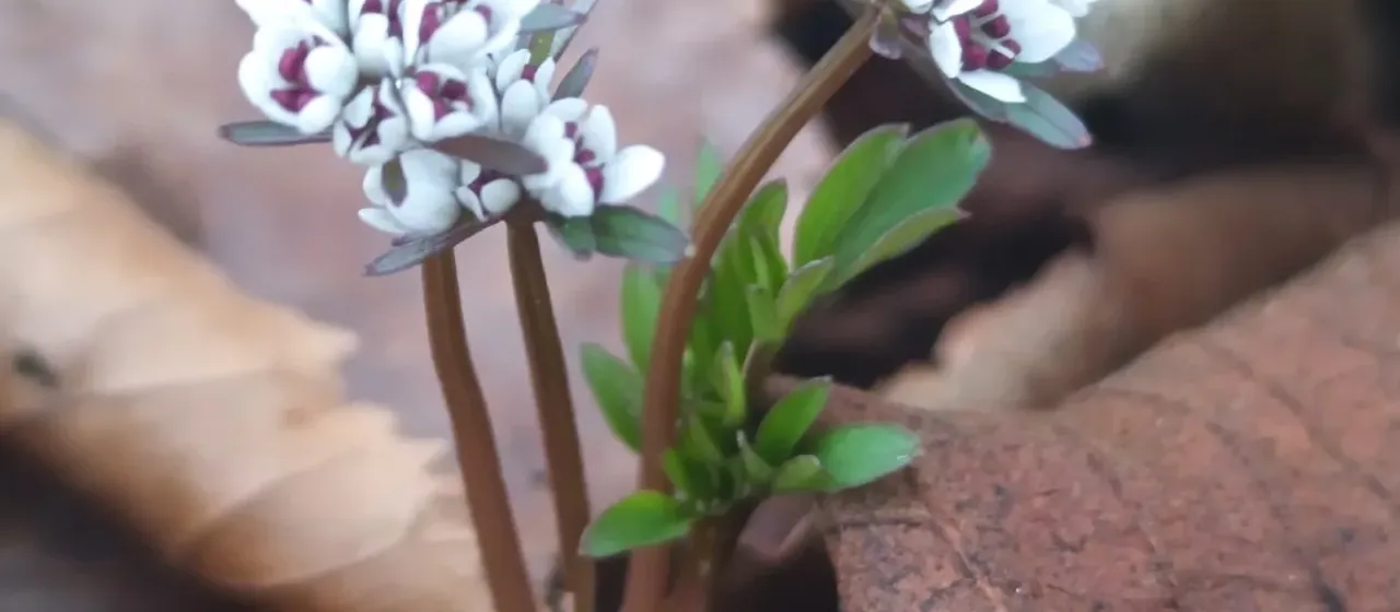 Erigenia bulbosa