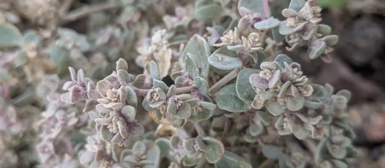 Tidestromia suffruticosa