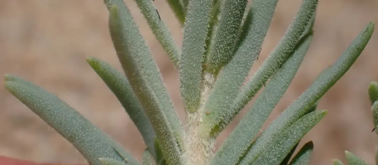 Taxileaf seepweed