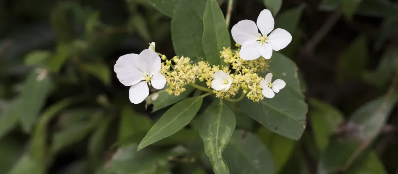 Hybrid Hydrangea chinensis and Hydrangea macrophylla