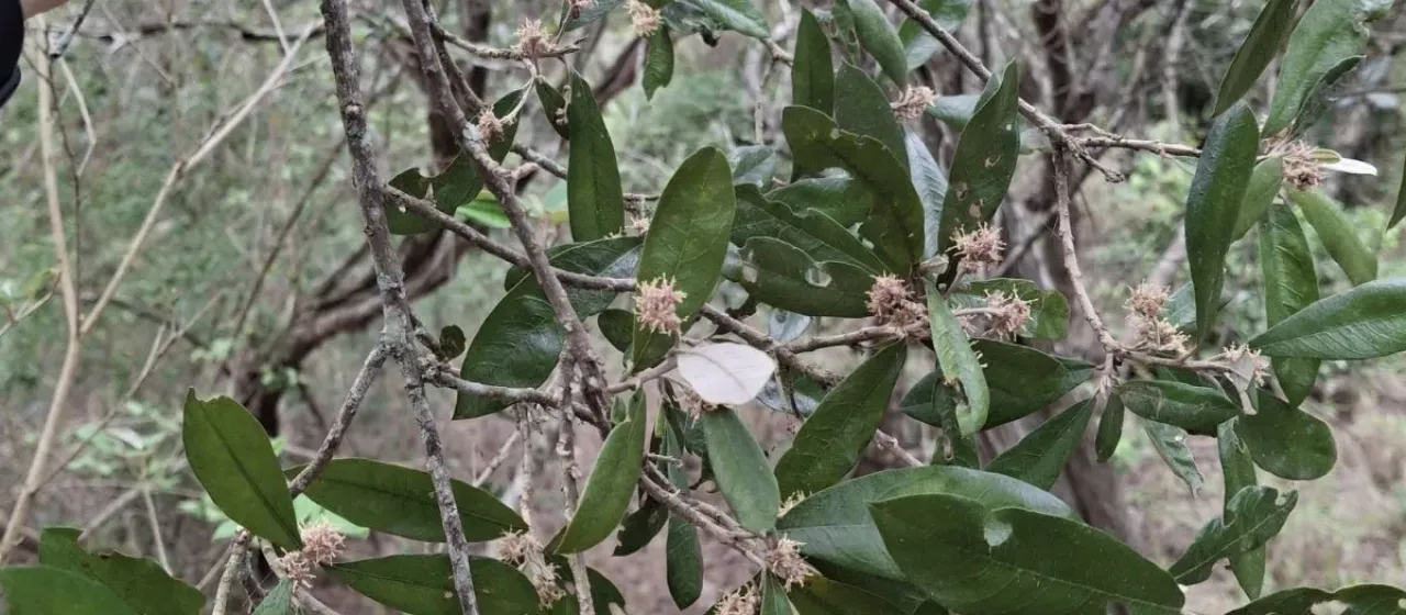 Brachylaena huillensis