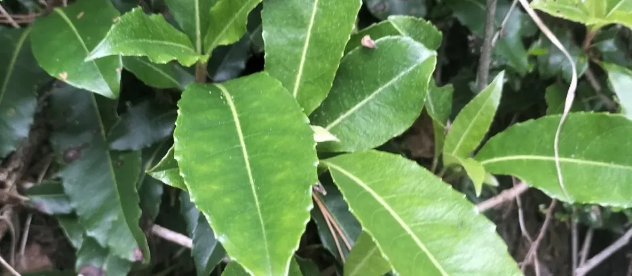 Hydrangea integrifolia
