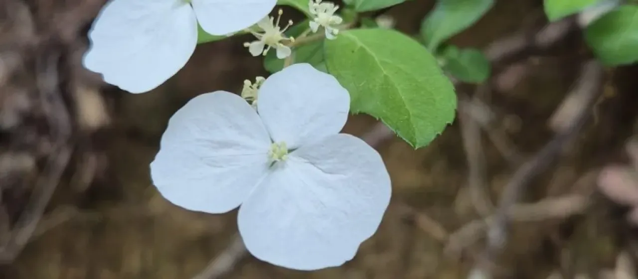 Yellow-veined hydrangea