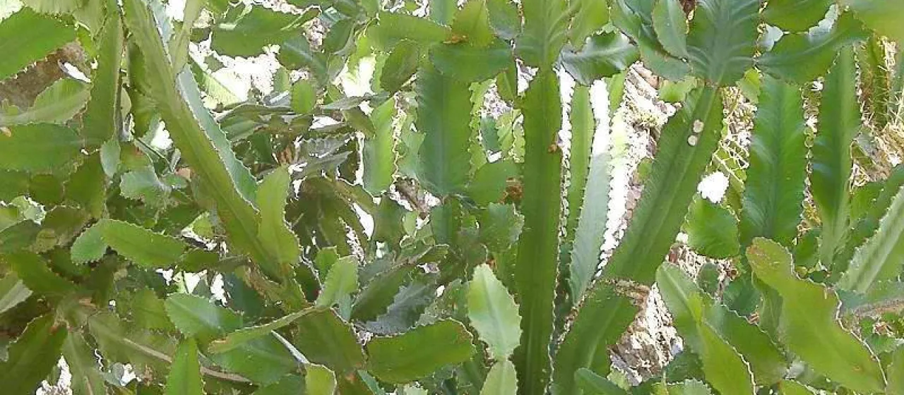 Euphorbia dawei