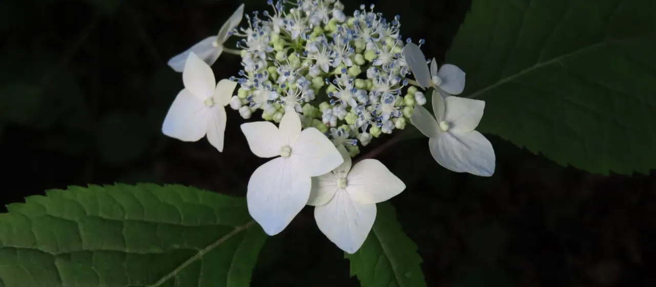 Mountain hydrangea