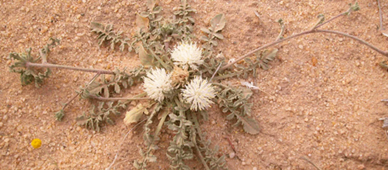 Centaurea furfuracea