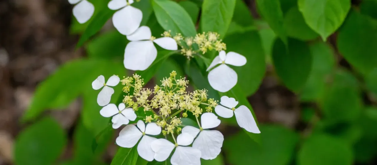 Climbing hydrangea