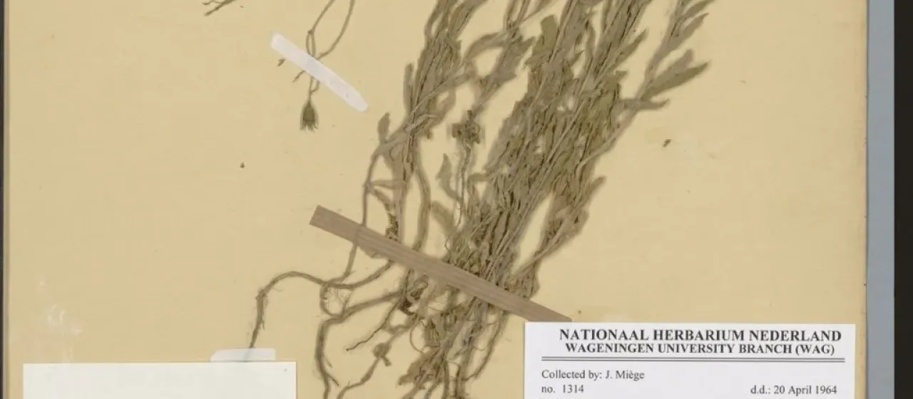 Wahlenbergia campanuloides