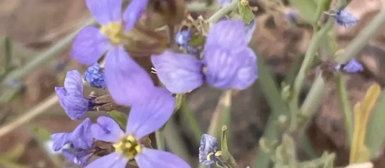 Erucaria erucarioides