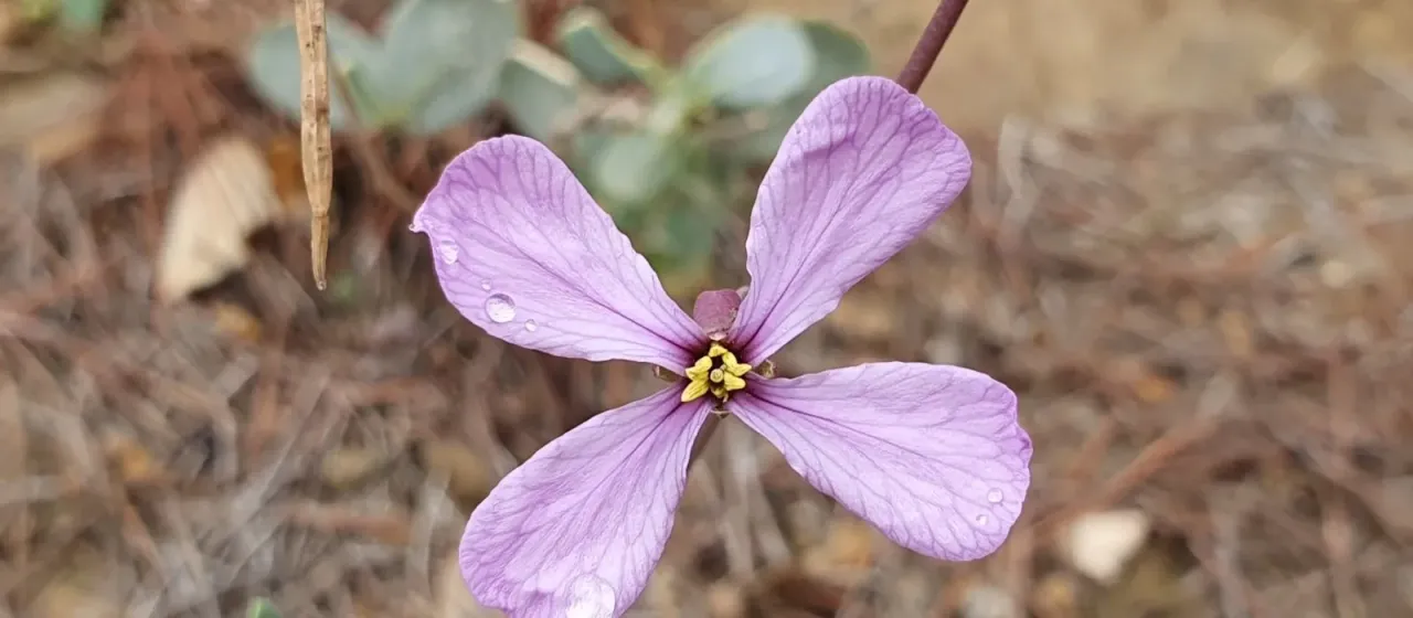Moricandia suffruticosa
