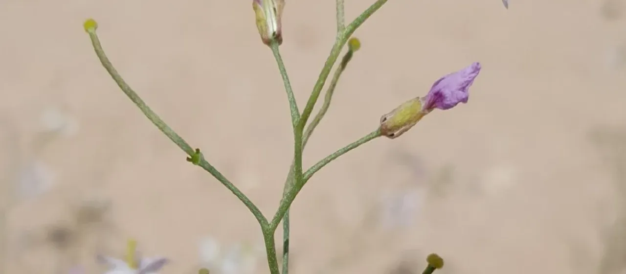 Ammosperma cinereum