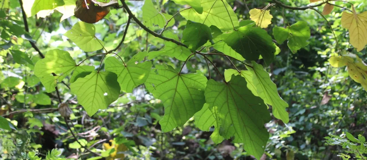 Pterygota mildbraedii